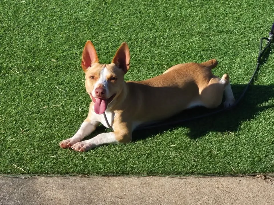 A relaxed dog resting during a boarding stay at Unleashed Canine in Nederland, TX