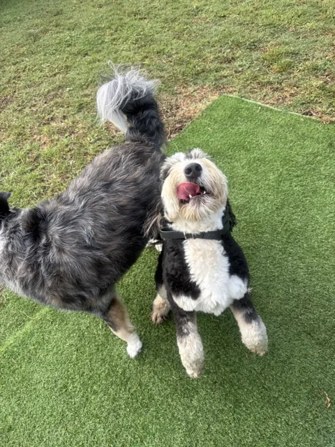 A dog at Unleashed Canine in Nederland, TX