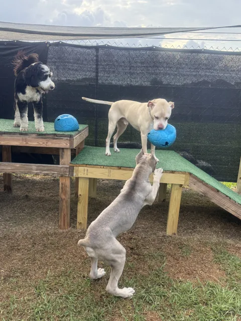 A dog at Unleashed Canine in Nederland, TX