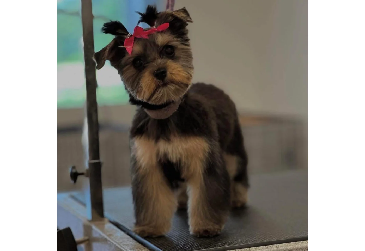 A freshly groomed Yorkie at Unleashed Canine in Nederland, TX